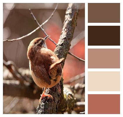 Carolina Wren Wren Bird Image